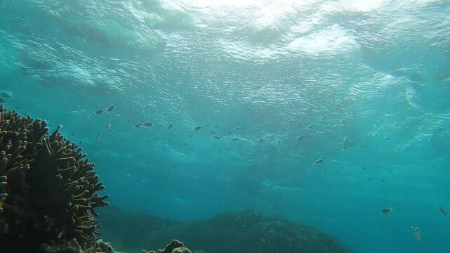 天国の風景、群れる熱帯魚
