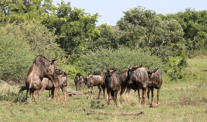Streifengnu / Blue wildebeest / Connochaetes taurinus.