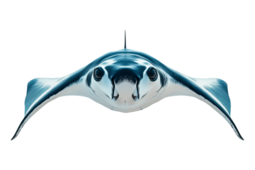 Blue manta ray isolated on a transparent background. Elegant marine creature with a smooth, streamlined body and elongated fins.