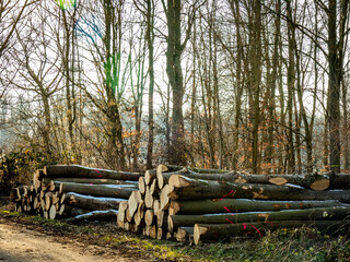 Gef&auml;llte und markierte Baumst&auml;mme im Wald
