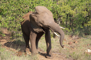 Afrikanischer Elefant / African elephant / Loxodonta africana..