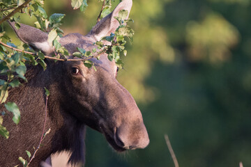 Moose in Kadyny village summer time