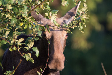 Moose in Kadyny village summer time
