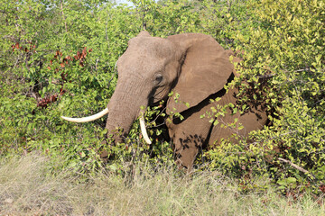 Afrikanischer Elefant / African elephant / Loxodonta africana