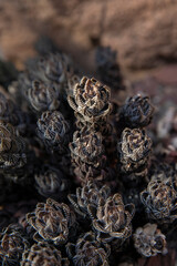 Haworthiopsis reinwardtii-zebra wart