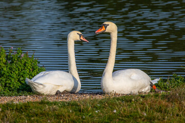 Swans at Leeds Castle in Kent, UK