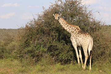 Giraffe / Giraffe / Giraffa camelopardalis