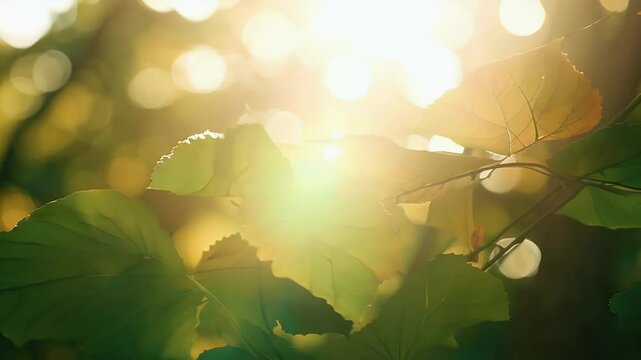 Slow motion footage capturing sunlight filtering leaves tree creating beautiful nature background blurred bokeh effects tranquil atmosphere