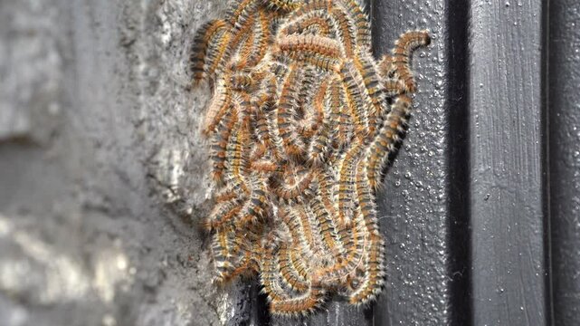 Large Group of Processionary Caterpillars Forming a Cluster