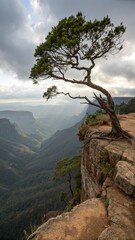 Obraz premium Lonely tree standing on a steep cliff, overlooking a deep valley