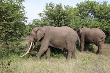 Afrikanischer Elefant / African elephant / Loxodonta africana