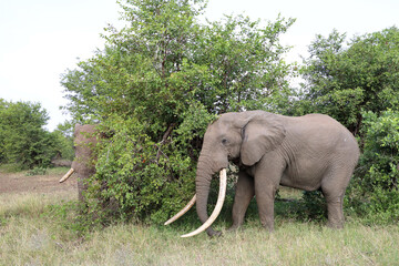 Naklejka premium Afrikanischer Elefant / African elephant / Loxodonta africana