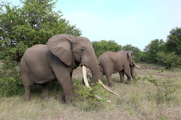 Fototapeta premium Afrikanischer Elefant / African elephant / Loxodonta africana