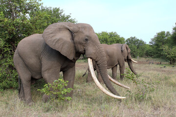 Obraz premium Afrikanischer Elefant / African elephant / Loxodonta africana