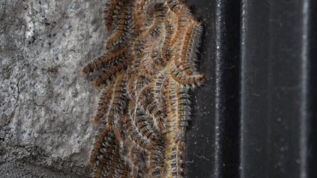 Large Group of Processionary Caterpillars Forming a Cluster