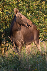 Moose in Kadyny village summer time