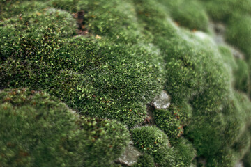 green moss on the stone