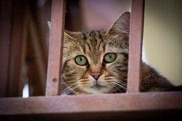 Cat looking through the fence