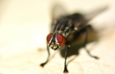 Housefly insect with big red eyes closeup view macro nature
