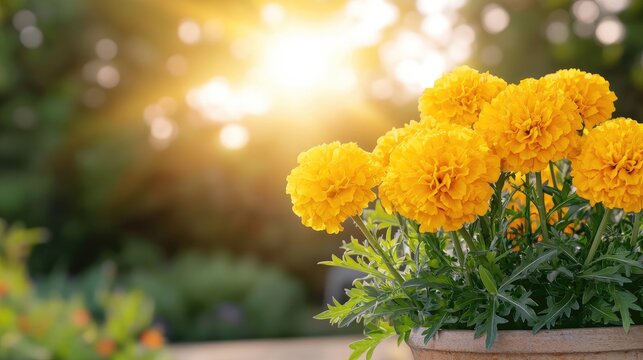 Yellow Marigolds in Pot at Sunset