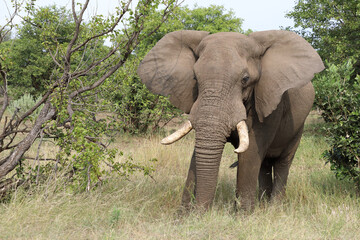 Obraz premium Afrikanischer Elefant / African elephant / Loxodonta africana