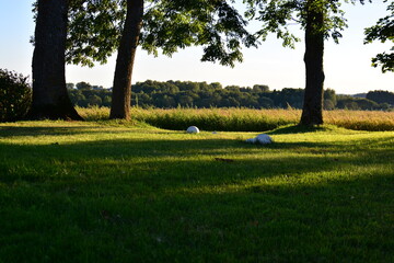 Calvatia gigantea giant puffball mushrooms growing in backyard in countryside at the sunset
