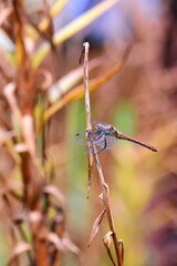 Big dragonfly perched on dry plant leaf. Insect sits on brown branch.