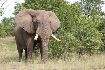 Obraz premium Afrikanischer Elefant / African elephant / Loxodonta africana