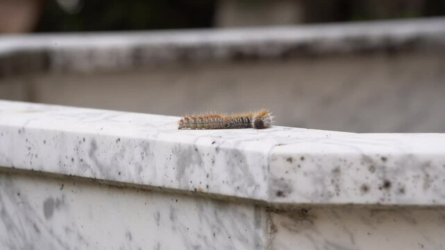Processionary Caterpillars Moving in a Perfect Line in Nature