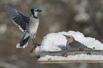 Jays and Mourning Doves and Red Bellied fighting over food