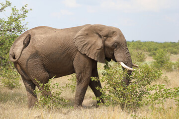 Fototapeta premium Afrikanischer Elefant / African elephant / Loxodonta africana