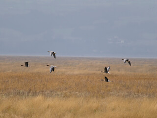 Pink-footed geese, Anser brachyrhynchus