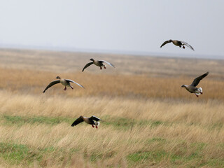 Pink-footed geese, Anser brachyrhynchus