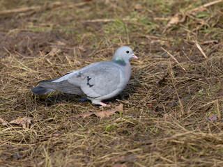 Stock dove, Columba oenas