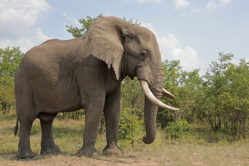 Fototapeta premium Afrikanischer Elefant / African elephant / Loxodonta africana