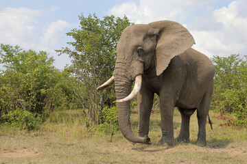 Fototapeta premium Afrikanischer Elefant / African elephant / Loxodonta africana