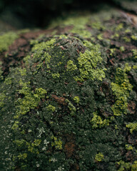 moss on the tree