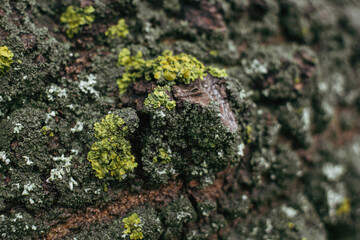 moss on the tree
