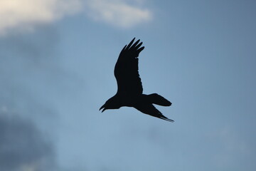 Flying raven