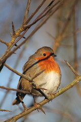 Robin in the winter sun