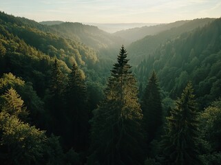 Fototapeta premium Bird's eye view of a forest with vibrant green trees in rural Finland during summer