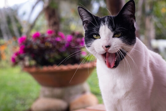 Gato domestico abriendo su boca, con barbas largas de color blanco
