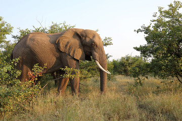 Afrikanischer Elefant / African elephant / Loxodonta africana
