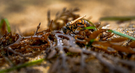 Macro photograph of washed up bee climbing over kelp on the beach shoreline 