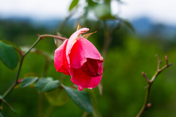 Beautiful red rose (scarlet garden rose)