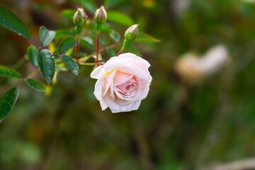 The Indica Rose (Bengal Rose or Lunario Rose)