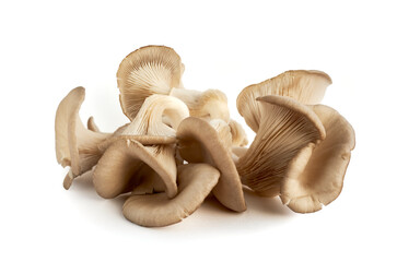 Freshly harvested oyster mushroom cluster isolated on white background