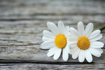 Obraz premium Two white daisies with yellow centers resting on a rustic wooden surface.