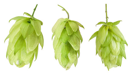 Hop cone isolated on white background. Beer brewing ingredients