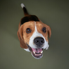 A beagle is captured mid-jump, playfully looking at the camera with a wide grin. The dog's...